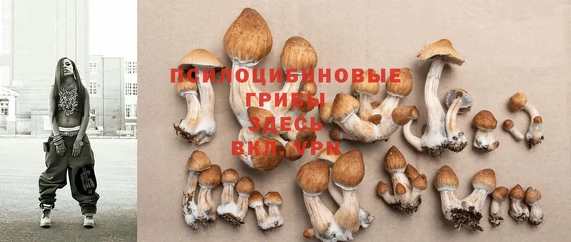 Псилоцибиновые грибы Cubensis  mega ссылки  Анива 